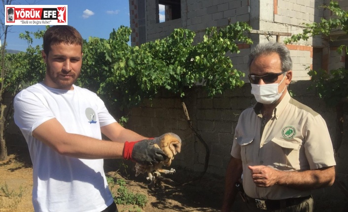 Yaralı baykuş, tedaviye alındı