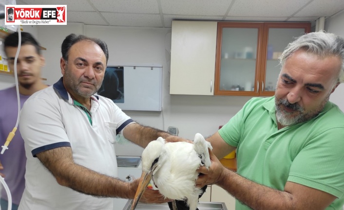 Ayağı kopan leylek tedaviye alındı