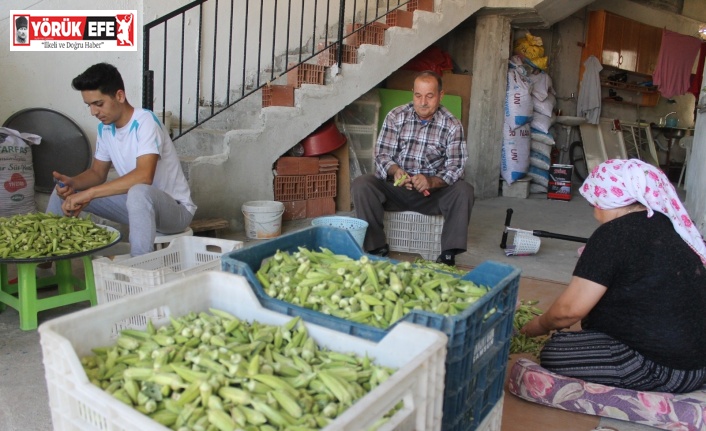Aydın’da bamya hasadı ile birlikte kesicilerin yoğun mesaisi başladı