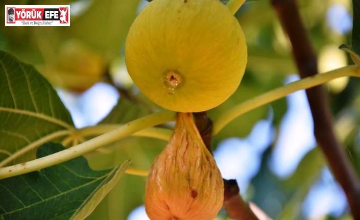 Aydın’da incir ihracat tarihleri belirlendi