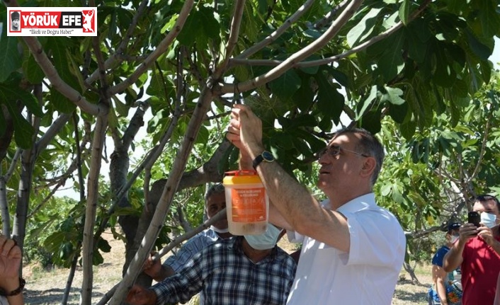 Aydın’da incir üreticilerine ekşilik böceği tuzağı dağıtıldı
