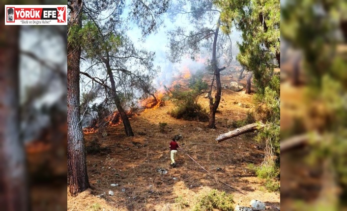 Aydın’daki yangında 2 hektar kızılçam ormanı zarar gördü