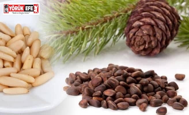 Aydın’ın çam fıstığı da coğrafi işaretli olarak dünyaya açılıyor