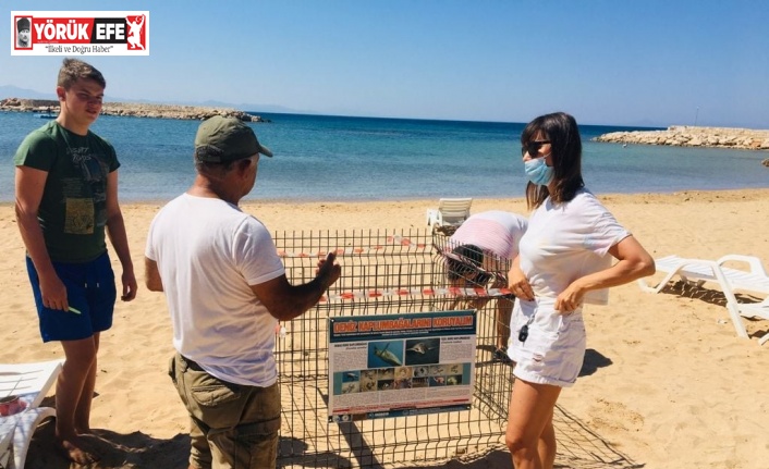 Deniz kaplumbağaları Didim plajlarına 2. kez yumurta bıraktı