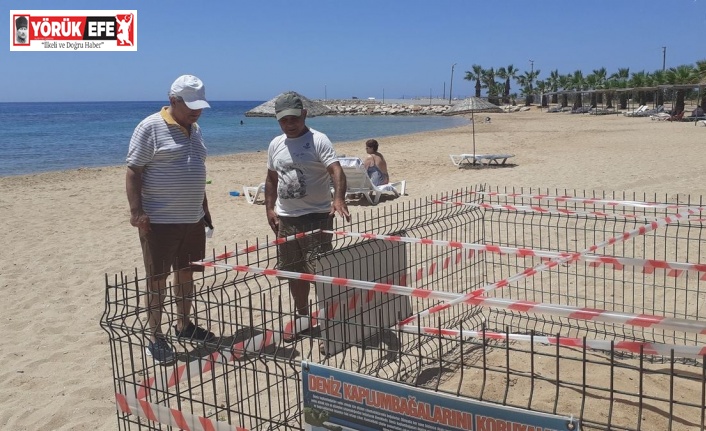 Didim’de 1 yıl aradan sonra Carettalar yumurta bıraktı