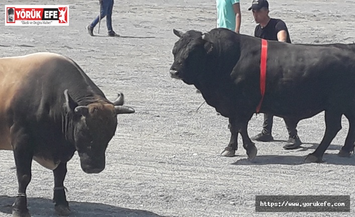 GELENEKSEL BOĞA GÜREŞİ FESTİVALİNE BÜYÜK İLGİ