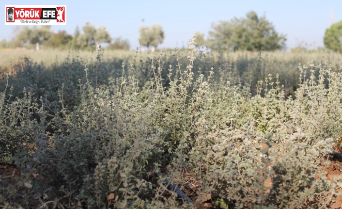 İlerleyen yaşına rağmen sağlık için kekik suyu üretiyor