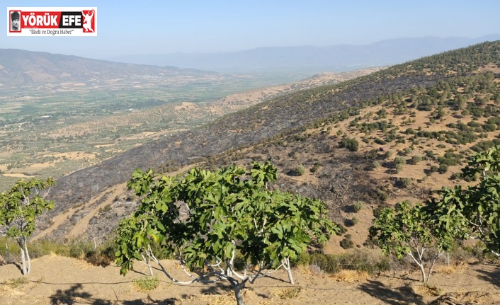 Nazilli’deki orman yangını kontrol altına alındı