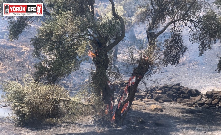 Söke’deki yangına itfaiyenin müdahalesi sürüyor
