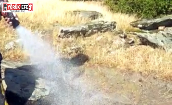 Yangında mahsur kalan kaplumbağanın imdadına itfaiye ekipleri yetişti