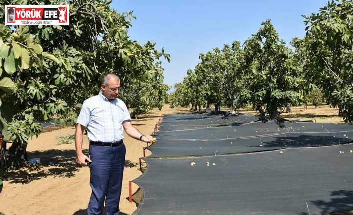 Aydın İnciri’nde kalite kayıpları en aza indirilecek