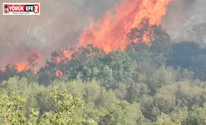 Aydın-Muğla sınırında makilik  yangını