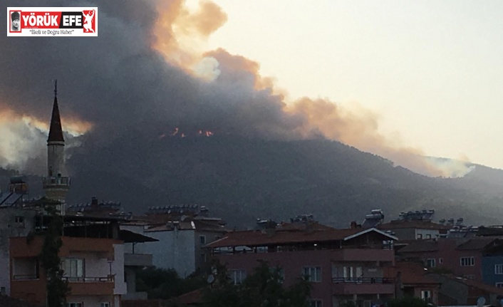 Aydın’da orman yangını