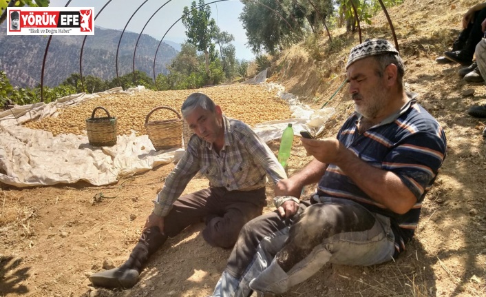 Aydınlı çiftçiler şok yaşadı, yakaladıkları hırsız çiftçilerden önce evine varıp yattı