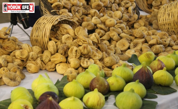 Başkan Kendirlioğlu, Aydın incirinin önemine dikkat çekti