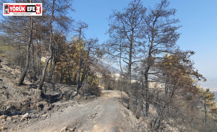 Çine’de yeşil siyaha döndü