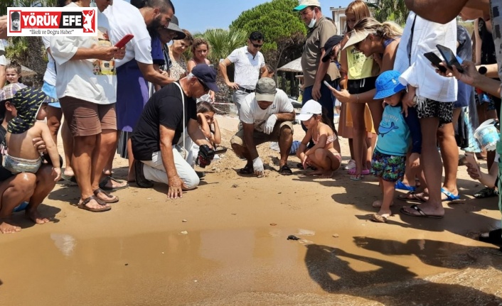 Didim’i tercih eden caretta carettaların yavruları denizle buluştu