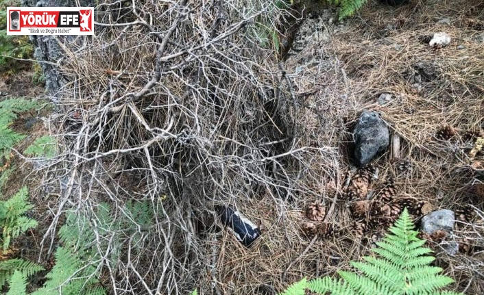 Hayatını ormanlara adadı