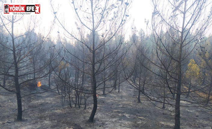 Karpuzlu’daki yangın kontrol altına alındı
