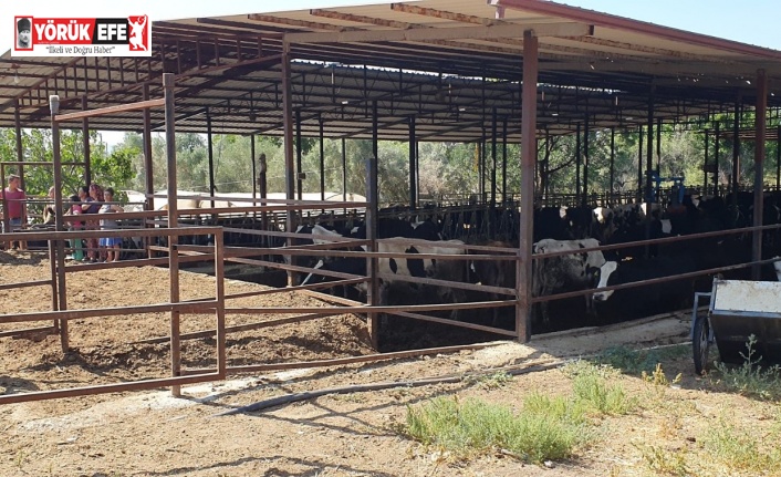 Samanlık alanda çıkan yangın korkuttu