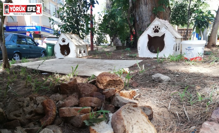 Sokak hayvanları için bırakılan bayat ekmekler, hayvanların sağlığını tehdit ediyor