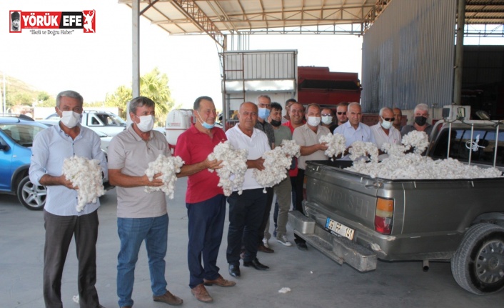 Söke’de sezonun ilk pamuk hasadı gerçekleştirildi