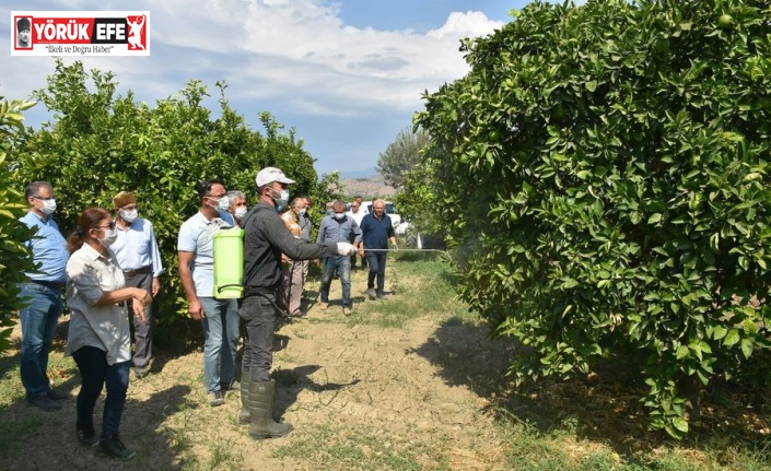 Aydın’da Akdeniz Sineği ile mücadele başladı