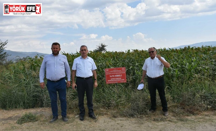 Az su isteyen Dane ve Şeker Sorgum’da hasat zamanı