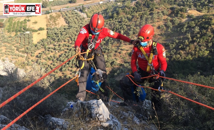 Bir haftadır kayalıklarda mahsur kalan koyun kurtarıldı
