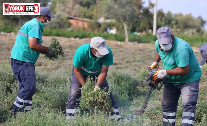 Efeler’in şifalı kekikleri hasat ediliyor