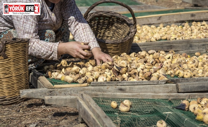 En fazla inciri Almanlar tüketti