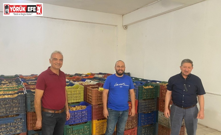 Nazilli’de kuru incir alım sezonu başladı