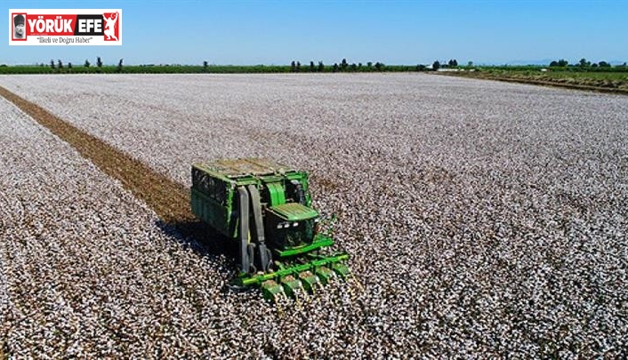 Söke’de 2021 yılı pamuk toplama ücretleri açıklandı