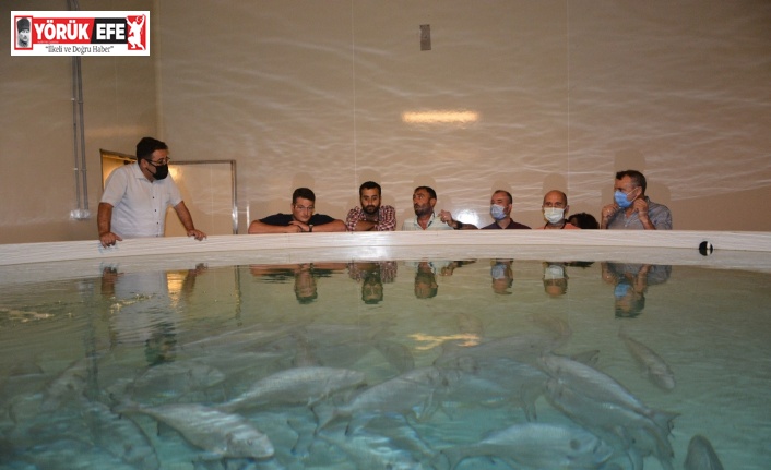 Toprak havuzda balık yetiştiren tesise teknik gezi düzenlendi