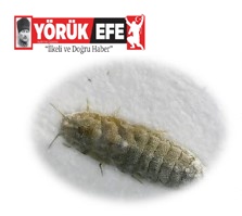 Ziraat Fakültesi’nde Aydın’da dünya için yeni bir böcek türü bulundu