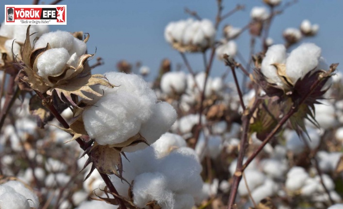 Aydın Ticaret Borsası Yönetim Kurulu Başkanı Çondur: "Pamuk fiyatlarındaki artış üreticiyi memnun etti"