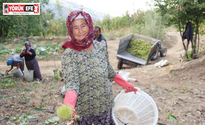 Aydın ve İzmir’de kestane hasadı başladı