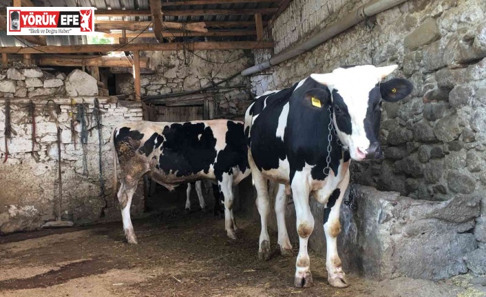 Aydın’da 4 ilçede 33 mahalleye şap karantinası