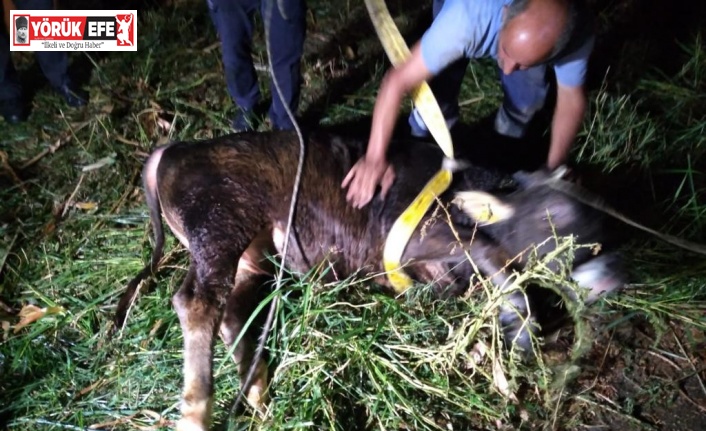 Aydın’da kuyuya düşen ineği itfaiye ekipleri kurtardı