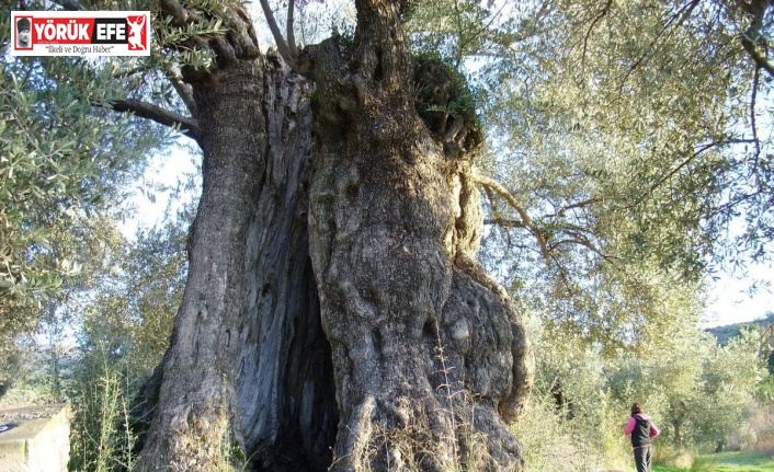 Aydın’da ölmez ağaç konuşuldu