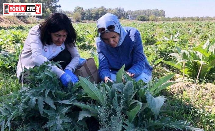 Enginar zararlarıyla mücadele devam ediyor