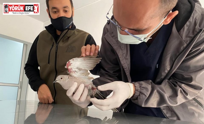 Halı sahanın filesine takılan kumru kuşu kurtarıldı