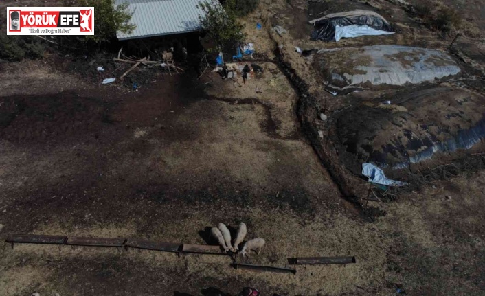 Kaybolan koyunlar drone ile bulundu