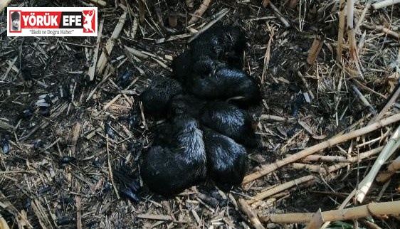 Köpek yavrularını yanmaktan itfaiye ekipleri kurtardı