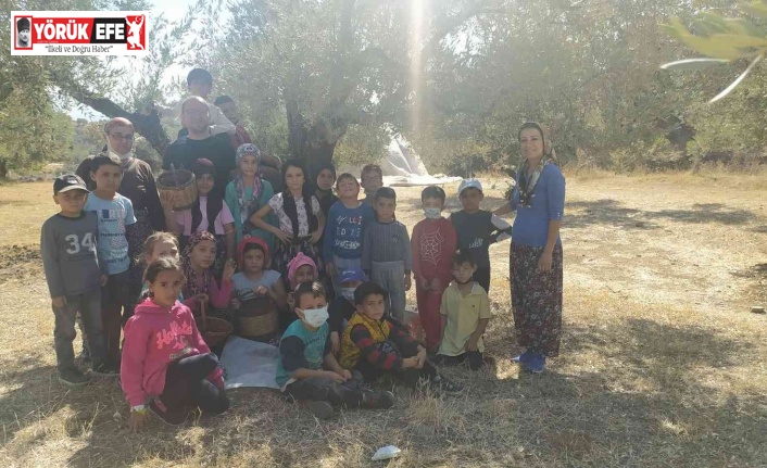 Minik öğrencilerden yöresel kıyafetlerle zeytin hasadı
