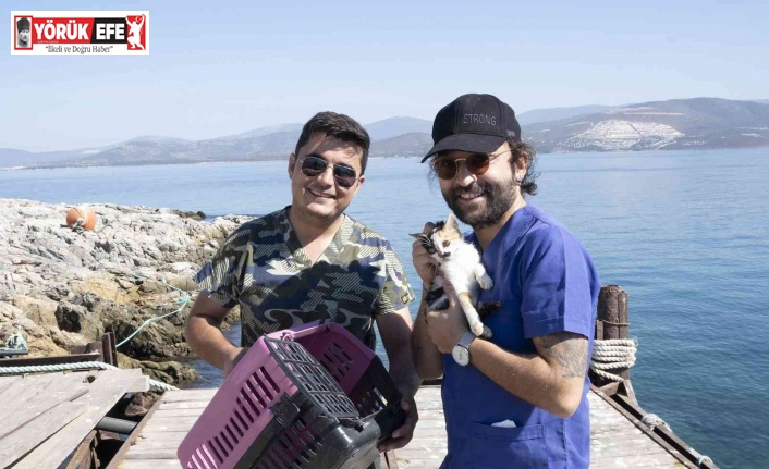 Ölüme terk edilen yavru kedileri belediye ekipleri kurtardı