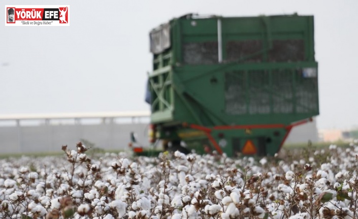 Söke’de beyaz altın, üreticisini sevindirdi