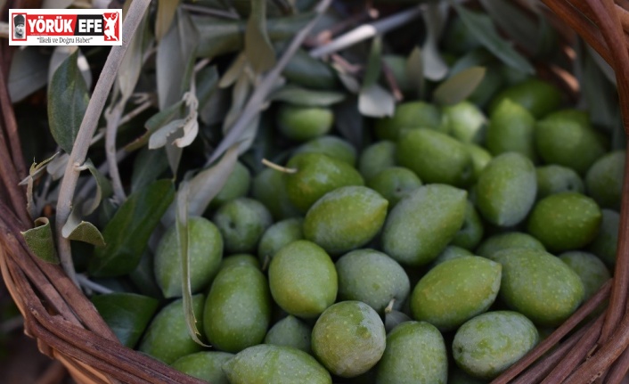 2021 yılı Zeytin ve Zeytinyağı Rekolte Tahmin Çalışmaları tamamlandı