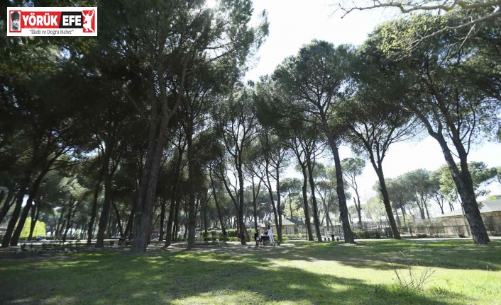 Aydın’da 8 milyon fidan dikilecek