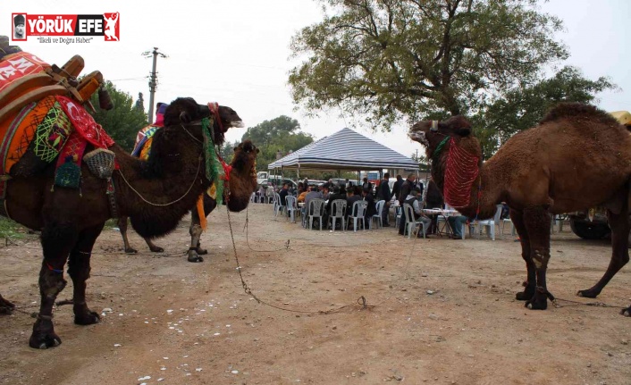 Aydın’da keşkek kazanı develer için kaynadı